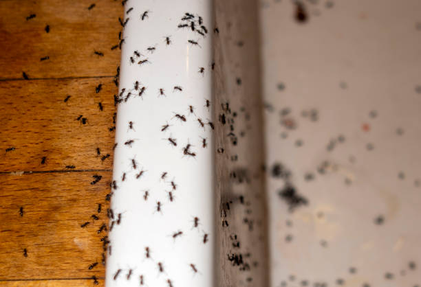 Best Pest Control for Restaurants  in Ocilla, GA