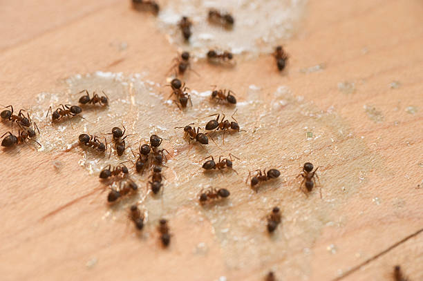 Best Residential Pest Control  in Ocilla, GA