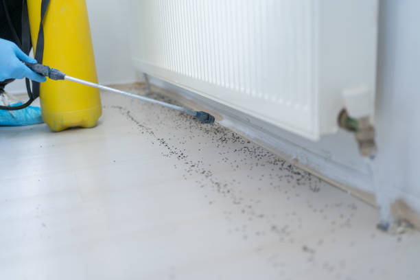 Best Affordable Pest Control Services  in Ocilla, GA